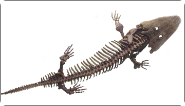 Imatge d'un dels tetràpodes estudiats, Parotosuchus orenburgensis. 