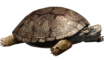 Reconstrucció de la tortuga Polysternon isonae, a partir de les restes fòssils recuperades a Isona. Oscar Sanisidro.