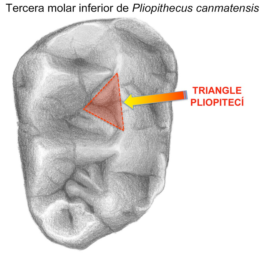 El triangle pliopitecí vist en una molar de Pliopithecus canmatensis.