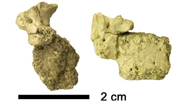 Fragment de vèrtebra toràcica superior d’Hispanopithecus laietanus