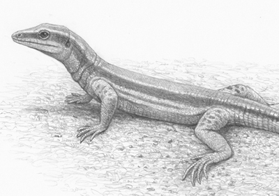 Reconstrucció de Pedrerasauris latifrontalis (Mauricio Antón / ICP)