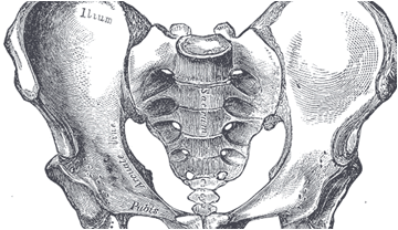 Imatge d'una pelvis humana.