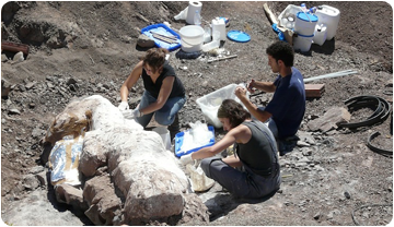 Paleontòlegs i tècnics de l'ICP durant els treballs d'extracció de la posta.