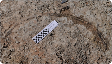 Un rinoceronte fósil en las excavaciones de la Valenciana, en Gelida