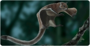 Imagen principal: Recreación de la apariencia en vida del género de ardillas voladoras gigantes Miopetaurista (Oscar Sanisdro / Institut Català de Paleontologia Miquel Crusafont).