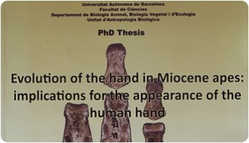 Evolution of the hand in Miocene apes: implications for the appearance of the human hand