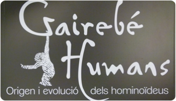 S’inaugura l’exposició temporal ’Gairebé Humans: Origen i evolució dels hominoïdeus’
