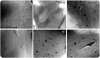 El estudio del microdesgaste dentario aporta nueva luz sobre la dieta de los pliopitécidos