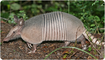 Armadillo actual (Dasypus novemcinctus)