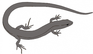 Descrito un nuevo y diminuto lagarto del yacimiento cretácico de Las Hoyas en Cuenca
