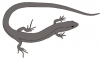 A new and tiny lizard from the Cretaceous paleontological site of Las Hoyas in Cuenca