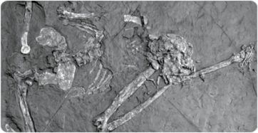 La pelvis de l’enigmàtic Oreopithecus aporta nova llum sobre el seu bipedisme
