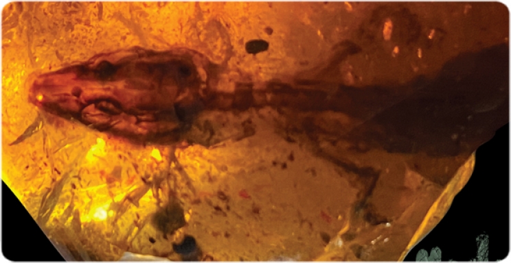 El ámbar de hace 110 millones de años revela un inesperado lagarto