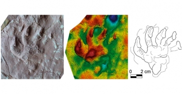 Petjada atribuïda a un gorgonopsi amb el seu model 3D i dibuix interpretatiu.