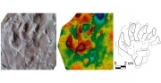 Petjada atribuïda a un gorgonopsi amb el seu model 3D i dibuix interpretatiu.