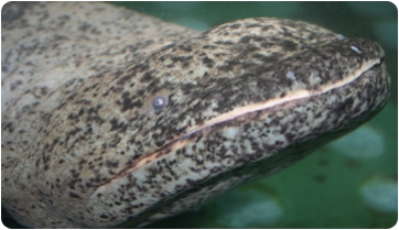 How the world&#039;s largest salamander feed? 3D technology at the service of ecology