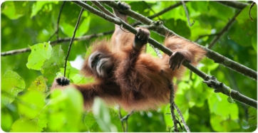 An orangutan moves among the branches of the trees.