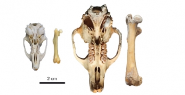 Tamaño relativo de un cráneo y fémur de la rata de la hierba africana (izquierda) y  cráneo y fémur de C. bravoi (derecha). (Adaptada de Renom et al. DOI: 10.1098/rsbl.2021.0533)