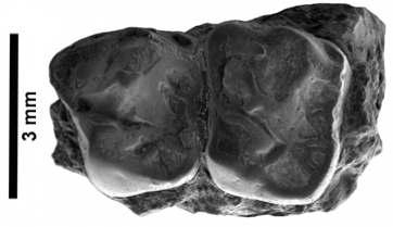 Quan rectificar és de savis: Microchoerus ornatus o l’error de Crusafont