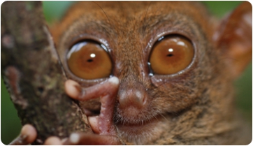 Necrolemur anadoni, un nou petit primat de Sant Jaume de Frontanyà