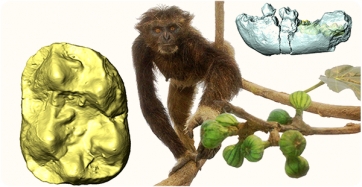 Recreación del aspecto en vida de Pliobates cataloniae elaborada por Quagga (actualmente expuesta en el Museo del ICP de Sabadell), rodeada por la nueva mandíbula infantil con los molares permanentes en semitransparencia (derecha) y vista oclusal del primer molar inferior extraído digitalmente que muestra el brazo distal del triángulo pliopitecino (izquierda), sin escala. 