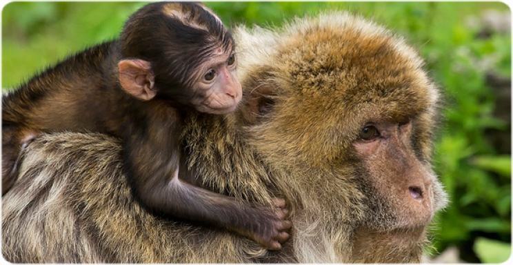 Adult and young Barbary macaques (Macaca sylvanus) (Credit : &quot;Macaca sylvanus&quot; by Ouwesok under CC BY-NC 2.0 license) 