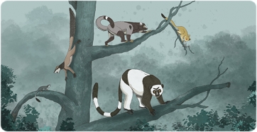 Recreation of several primate species from the Paleogene period depicting different postures and locomotor behaviors. From left to right and top to bottom: Dryomomys szalayi, Ignacius clarkforkensis, Cantius ralstoni, Notharctus robustior, and Omomys carteri. Roc Olivé / ©Institut Català de Paleontologia Miquel Crusafont. In collaboration with the Fundación Española para la Ciencia y la Tecnología – Ministerio de Economía, Industria y Competitividad).