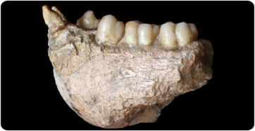 La evolución de Gigantopithecus descubierta en su esmalte dental