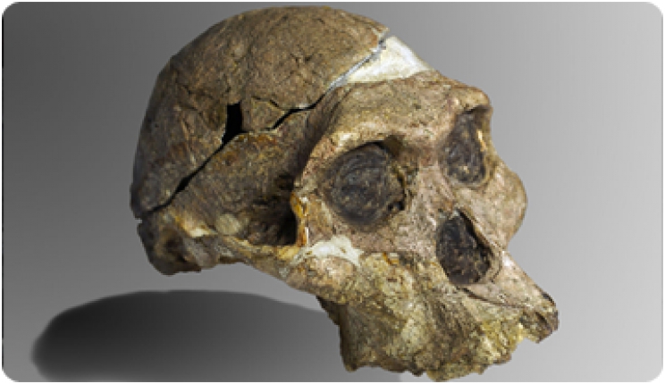 ¿Hand or brain? Debate on the manual skills of Australopithecus