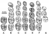 Dental microwear analysis sheds new light on the diet of pliopithecids