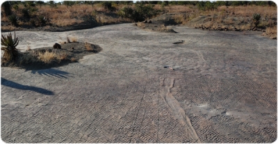 Oblique photograph of Impression 2 and 3, with a corridor of tetrapod footprints between them. 