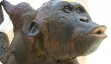 Los exclusivos andares de Jordi, el Hispanopithecus laietanus de Can Llobateres