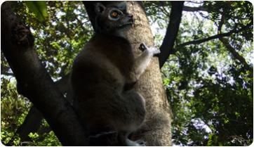 DESCUBIERTO UN NUEVO PRIMATE QUE VIVIÓ HACE UNOS 40 MILLONES DE AÑOS EN SORIA