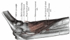 The forearm of the hominids: an accurate and efficient design