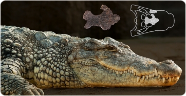 At the top, in the center, the fossil fragment of the skull of the specimen from Suterranya-Mina de lignit (dorsal view). At the top, on the right, placement in the skull of the fossil (dorsal view). In the foreground, a modern saltwater crocodile (Crocodylus porosus) on the sand (from Pexels under CC0 1.0 license).