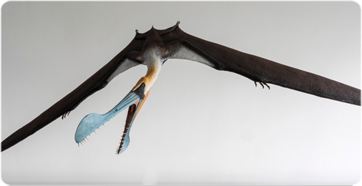 Life recreation of Tropeognathus mesembrinus, the largest known anhanguerid. Art by Hugo Salais-López (Metazoa Studio) in cooperation with Quagga Wildlife Art.