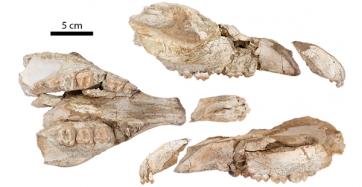 Crani juvenil de Tapirus priscus (IPS133767) de Can Gambús-I5, en vistes oclusal (esquerra) i laterals (dreta). 