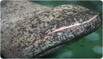 ¿Cómo se alimenta la salamandra más grande del mundo? Tecnología 3D al servicio de la ecología