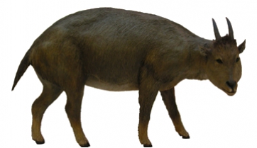 La cabra Myotragus balearicus es mostra de nou com un excel·lent model evolutiu