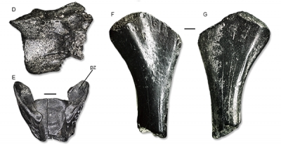 Vèrtebres i húmer d’un criptobrànquid o salamandra gegant del Miocè de Hambach (extret de Villa et al., https://doi.org/10.26879/1323)