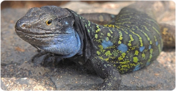 Rayos-X para investigar la evolución del lagarto gigante de La Palma