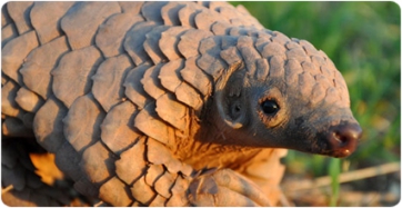 Identificat el primer fòssil de pangolí a la península ibèrica