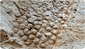 La impressió de la pell d’un dels darrers dinosaures del planeta