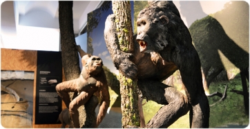 Recreación escultórica de los hominoideos del Mioceno Pierolapithecus catalaunicus (en primer plano) e Hispanopithecus laietanus (en segundo plano) en el Museo del ICP 