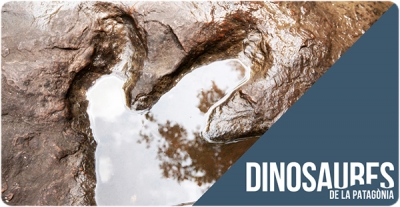 L’ICP organitza un cicle de conferències sobre dinosaures a CosmoCaixa