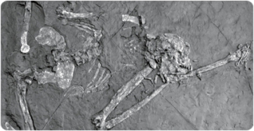 La pelvis del engimático Oreopithecus aporta nueva luz sobre su bipedismo