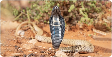 Fotografía frontal de una Naja haje, de M. Sassoè  y S. Acierno.