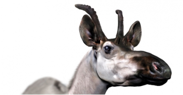 Descriuen una nova espècie giràfid que ajuda a entendre l’evolució de les girafes gegants de quatre “banyes”