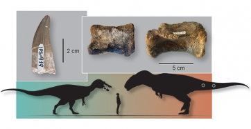On the left, the tooth assigned to the baryonychine Protathlitis. On the right, the two vertebrae attributed to an undetermined carcharodontosaur. Below, a size comparison of the two dinosaurs in relation to an adult person. 
