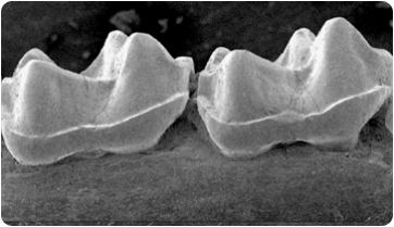 Pseudoloris pyrenaicus, un  repte a l’estil de la doctora Bones